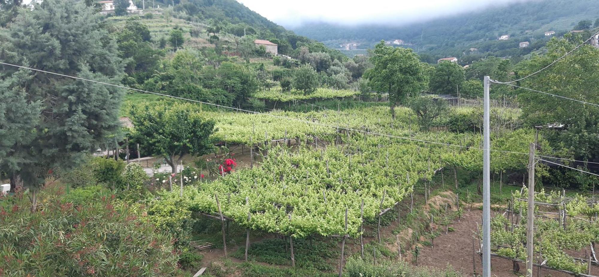 Agriturismo Mare e Monti Tramonti Exterior foto